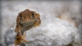 Desktop image. Animals. ID:99748