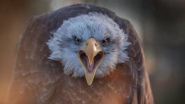 Desktop image. Animals. ID:99618
