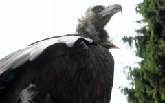 Desktop image. Animals. ID:34942