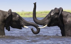 Desktop image. Animals. ID:34943