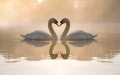 Desktop image. Animals. ID:34944
