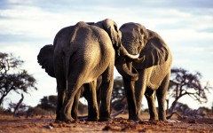 Desktop image. Animals. ID:34945