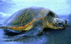 Desktop image. Animals. ID:34946