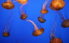 Desktop image. Animals. ID:34947