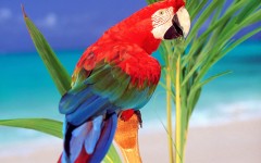 Desktop image. Animals. ID:34948