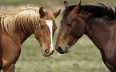 Desktop image. Animals. ID:34950