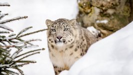 Desktop image. Animals. ID:99540