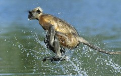 Desktop image. Animals. ID:34952