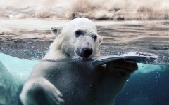 Desktop image. Animals. ID:34953
