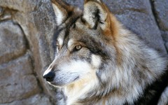 Desktop image. Animals. ID:34954