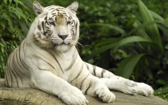 Desktop image. Animals. ID:34955