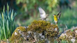 Desktop image. Animals. ID:99531