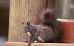 Desktop image. Animals. ID:34957
