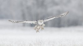Desktop image. Animals. ID:99530