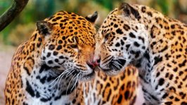 Desktop image. Animals. ID:99454