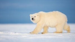 Desktop image. Animals. ID:99428