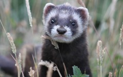 Desktop image. Animals. ID:34964