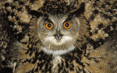 Desktop image. Animals. ID:34965