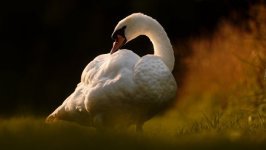 Desktop image. Animals. ID:99380