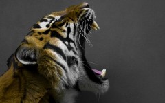 Desktop image. Animals. ID:34967