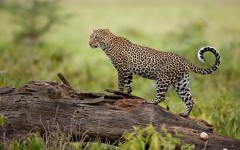Desktop image. Animals. ID:34968