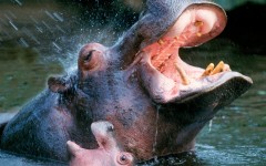 Desktop image. Animals. ID:34969
