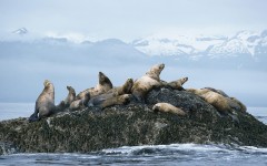 Desktop image. Animals. ID:34970