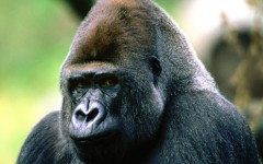 Desktop image. Animals. ID:34971