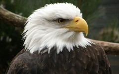 Desktop image. Animals. ID:34972