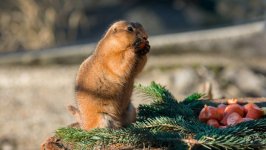 Desktop image. Animals. ID:99344