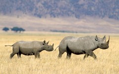 Desktop image. Animals. ID:34974