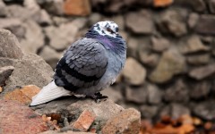 Desktop image. Animals. ID:34975