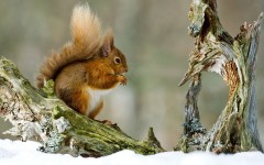 Desktop image. Animals. ID:34976