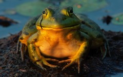 Desktop image. Animals. ID:34977