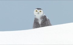 Desktop image. Animals. ID:52248