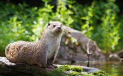 Desktop image. Animals. ID:52250