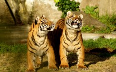 Desktop image. Animals. ID:52252