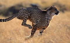 Desktop image. Animals. ID:52485