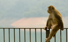 Desktop image. Animals. ID:34988