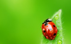 Desktop image. Animals. ID:34989