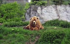 Desktop image. Animals. ID:52539