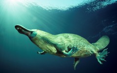 Desktop image. Animals. ID:52486