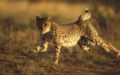 Desktop image. Animals. ID:52487