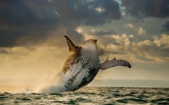 Desktop image. Animals. ID:52549