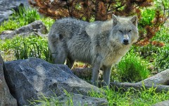 Desktop image. Animals. ID:51722