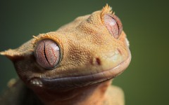 Desktop image. Animals. ID:35002