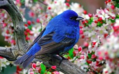 Desktop image. Animals. ID:35003