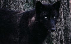 Desktop image. Animals. ID:35004