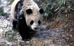 Desktop image. Animals. ID:35005