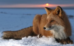 Desktop image. Animals. ID:35006